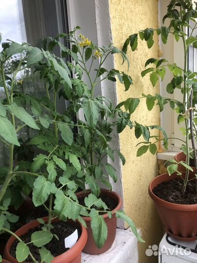 Рассада балконных помидор, сладкого перца