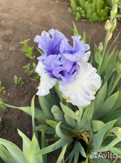 Многолетние цветы и кустарники