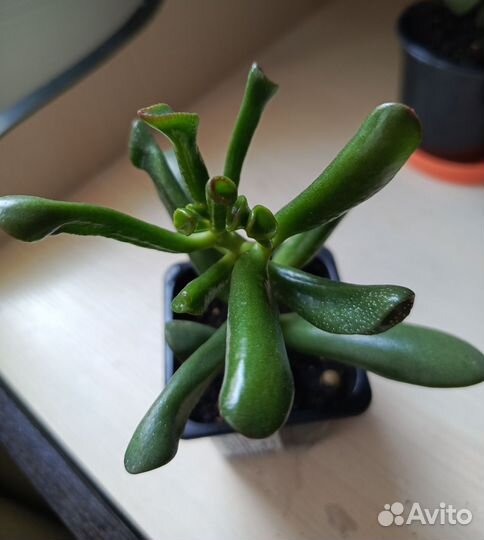 Толстянка хоббит