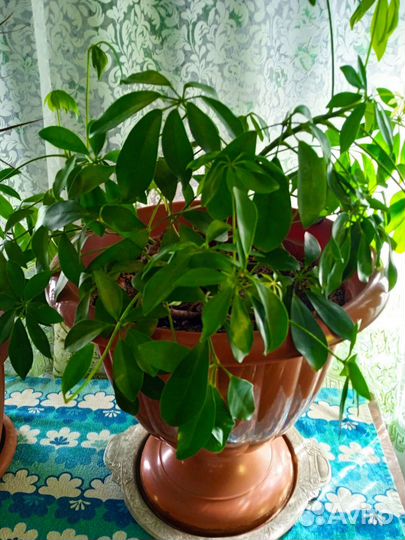 Продам цветы комнатные