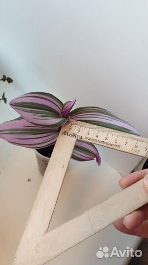 Традесканция Нанук.Комнатные цветы