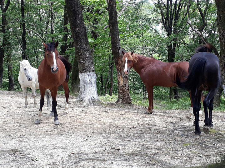 Экскурсии, конные прогулки