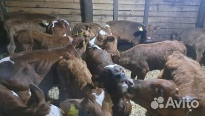 Бычки телки телята бесплатная доставка