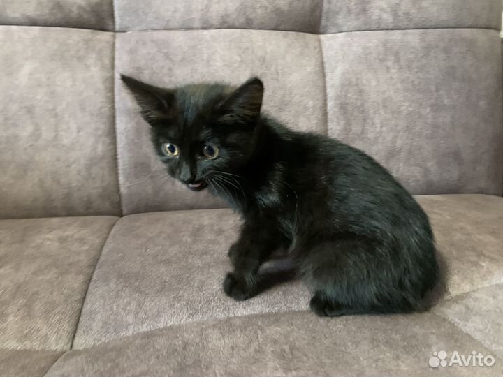 Котенок