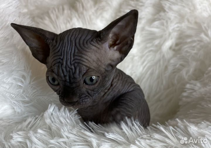 Канадский сфинкс котенок девочка
