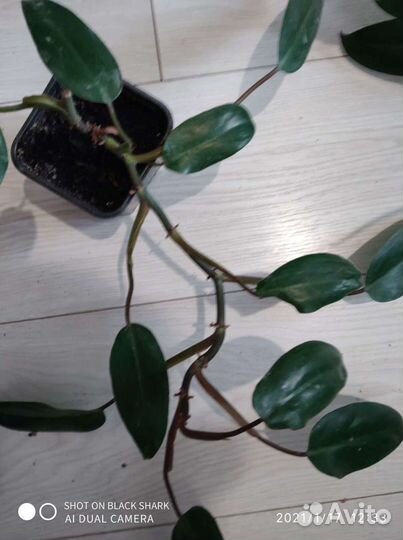 Филодендрон