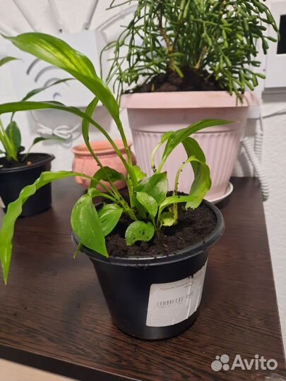 Спатифиллум