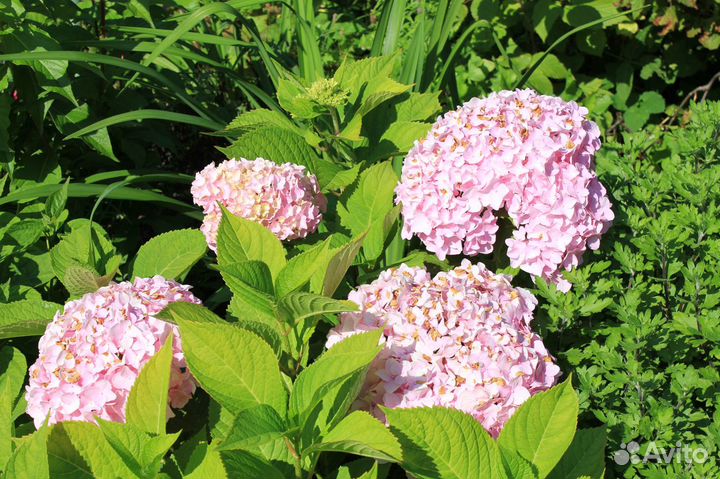 Декоративные кустарники и цветы