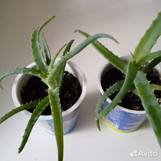 Растения комнатные