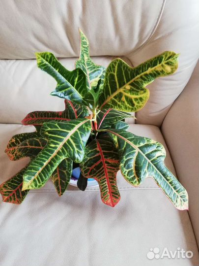 Комнатные цветы