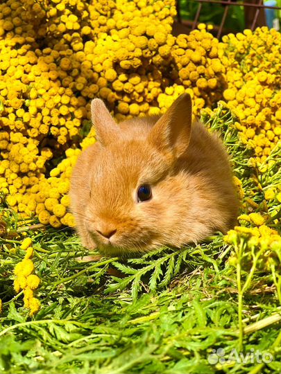 Карликовые кролики