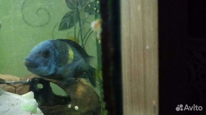 Звездчатый трофеус