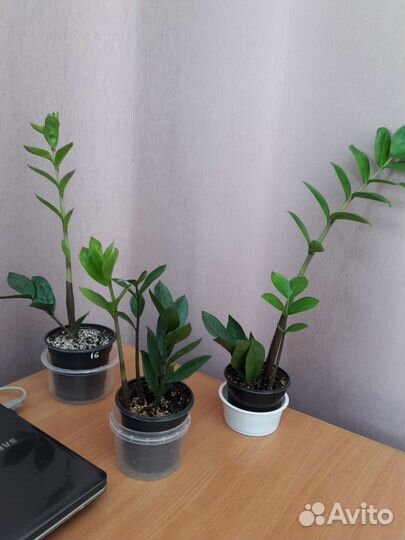 Замиокулькас Black Raven и замикро