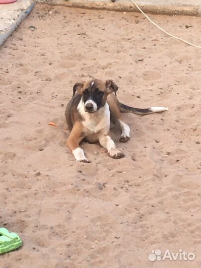 Щенок в добрые руки