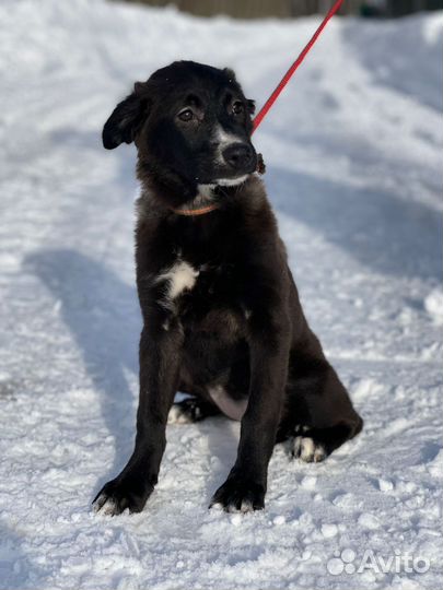 Щенок в добрые руки бесплатно