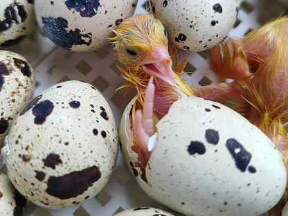 Инкубационное яйцо перепелов, качественный вывод, Сясьстрой