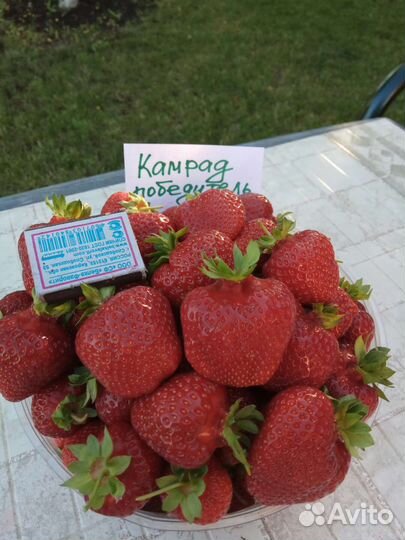 Саженцы клубники Азия,Елизавета-2, Аромас(рассада)