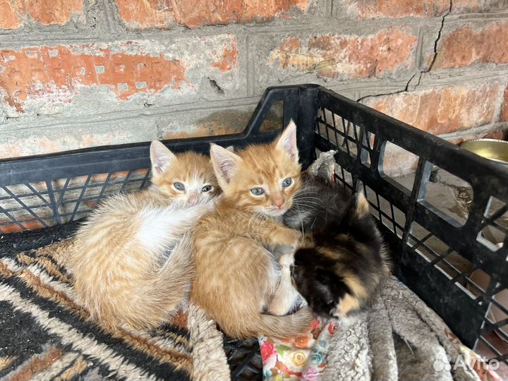 Котята