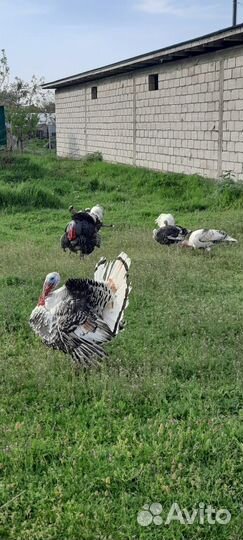 Индюки, цесарки