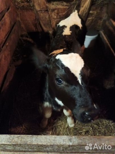 Телёнок бычок