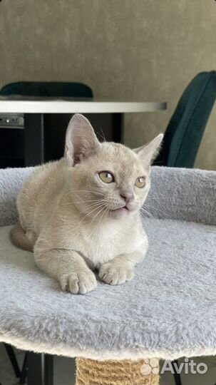 Бурманские котята