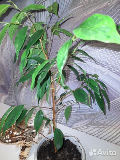 Фикус бенджамина
