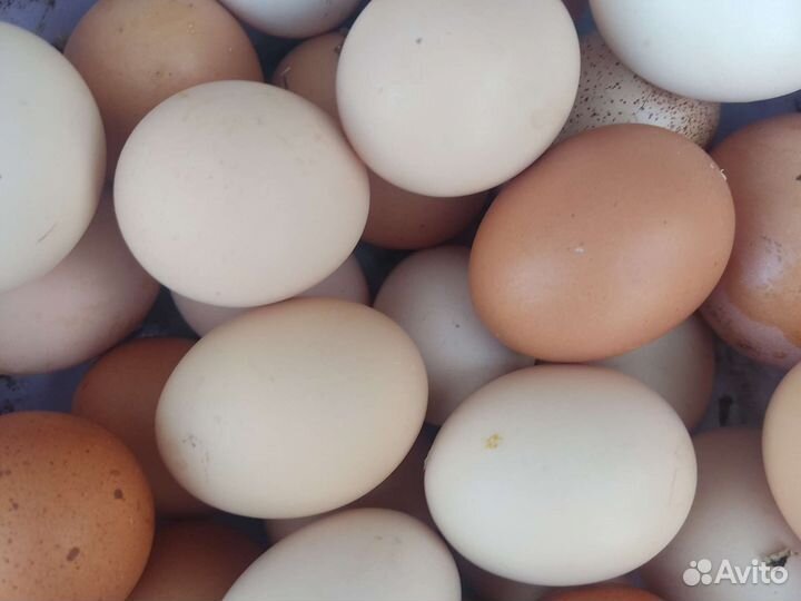 Домашние яица