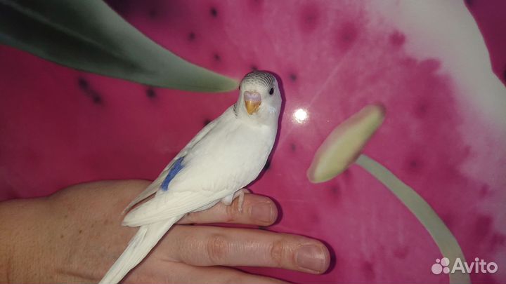 Самка волнистого попугая птенец