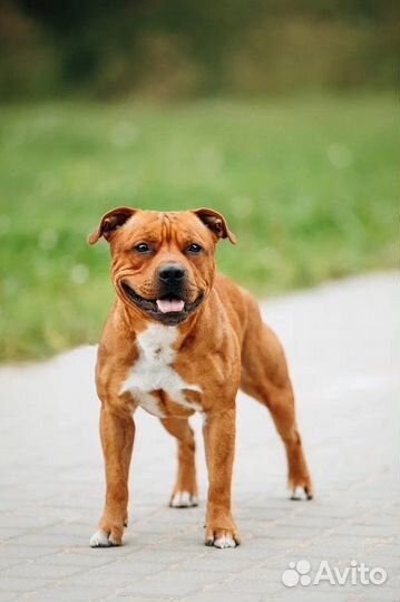 Стаффордширский Бультерьер вязка