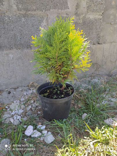 Туя смарагд