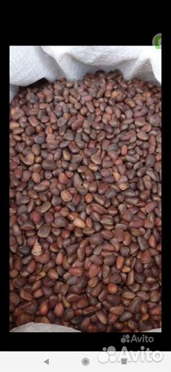 Кедровое масло