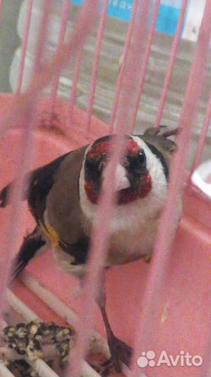 Птица щегол