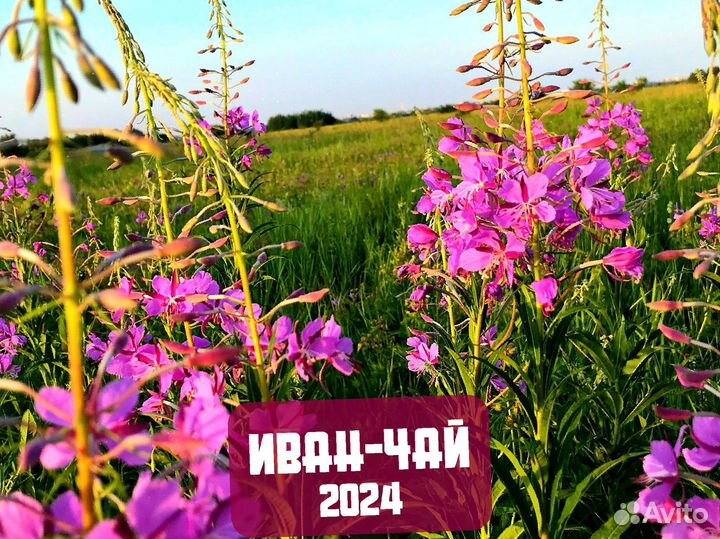 Иван-чай 1 кг 2024: цветы,шиповник,ягоды и др