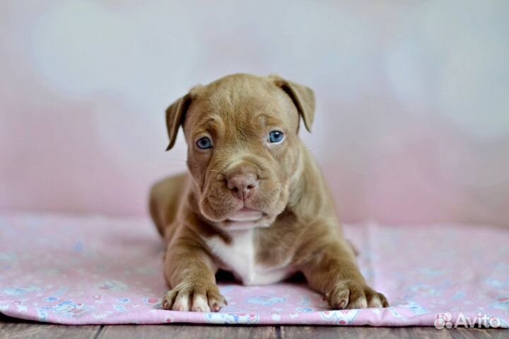 Американский булли щенки