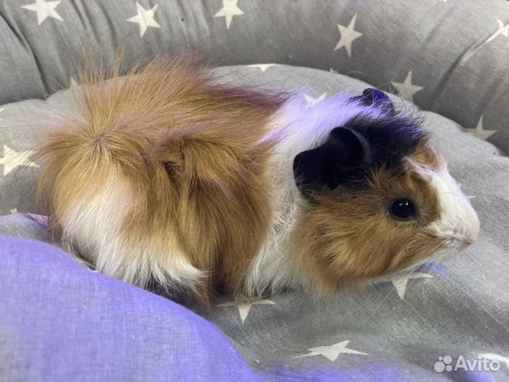 Морские свинки