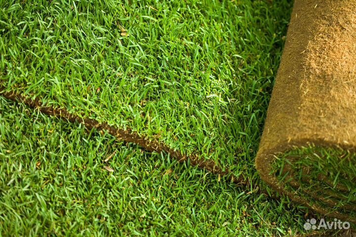 Рулонный газон под ключ