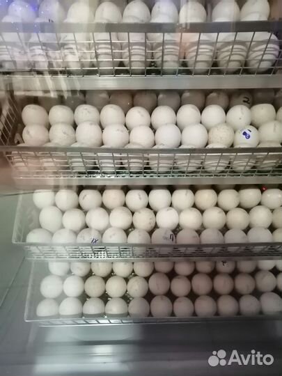 Цыплята, индюшата, утята