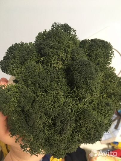 Стабилизированный мох в горшке