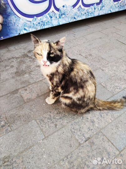 Кошка