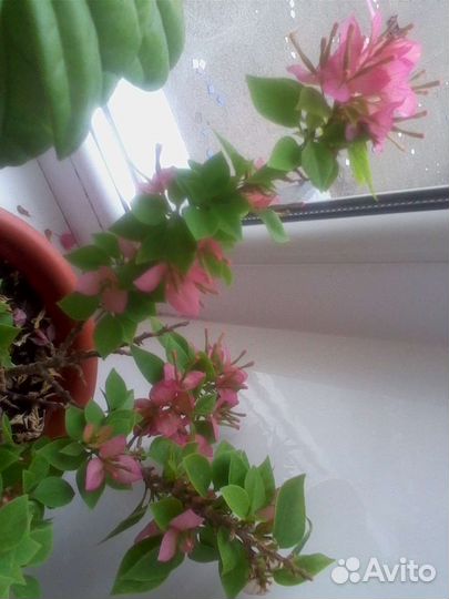 Бугенвиллея