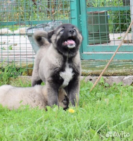 Щенки кавказской овчарки