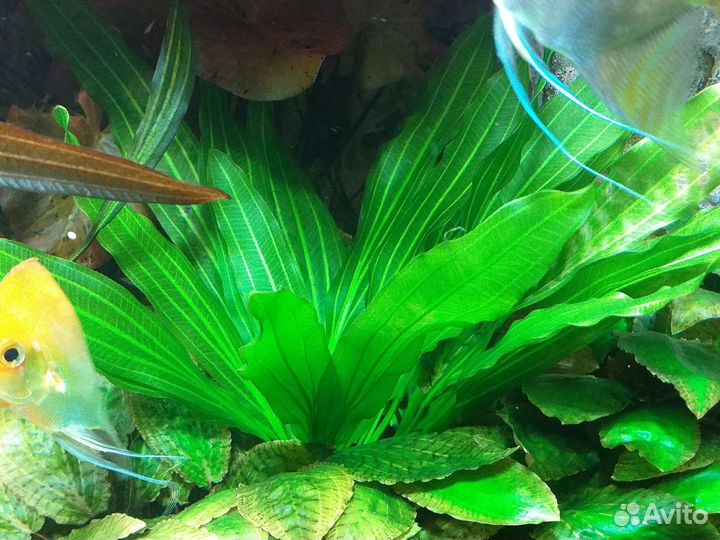 Эхинодорусы из коллекции