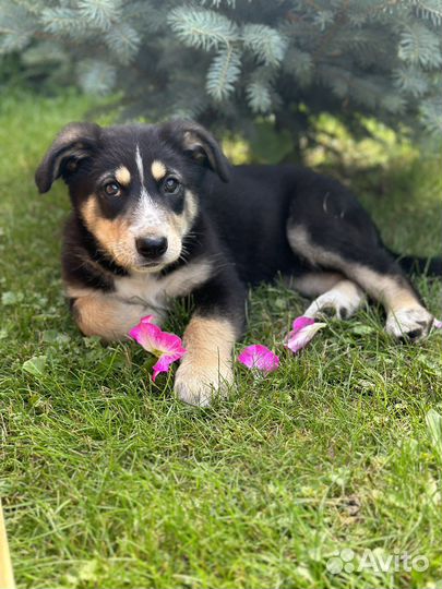 Алиса 2 месяца