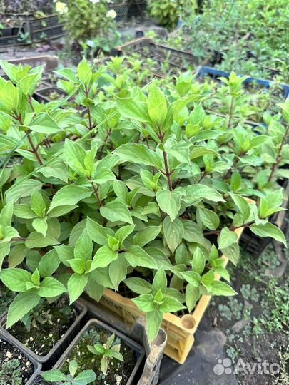 Гортензия Самарская Лидия