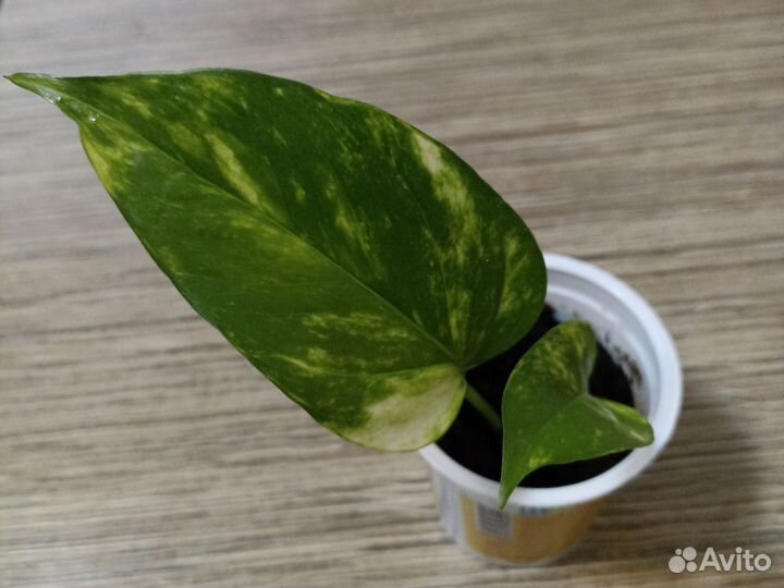 Сциндапсус