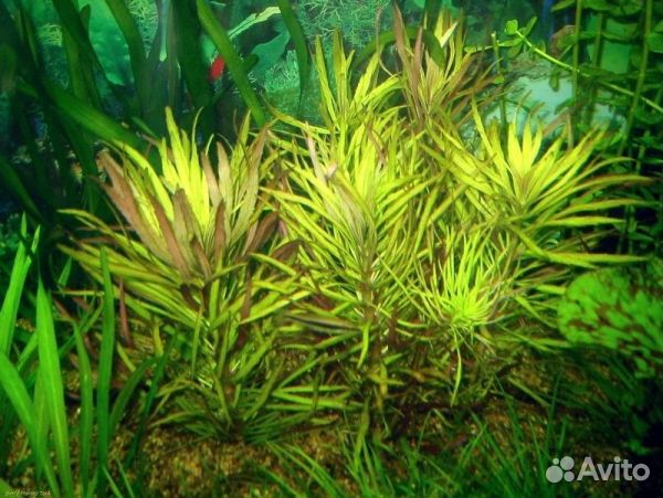 Эустралис звездчатый (Eustralis stellata)