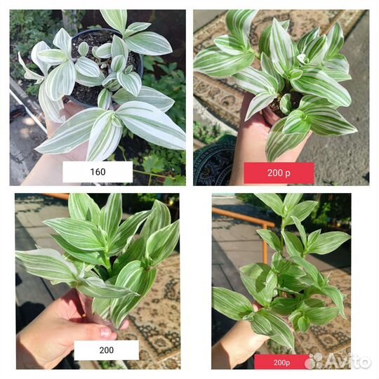 Традесканция