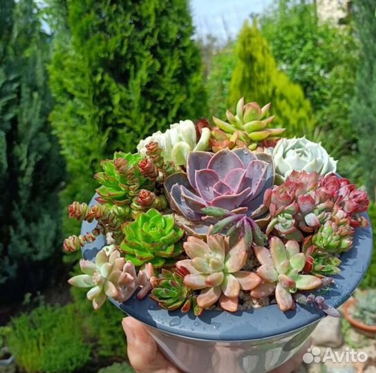 Суккуленты набор