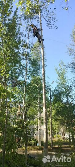 Спил и удаление аварийных деревьев