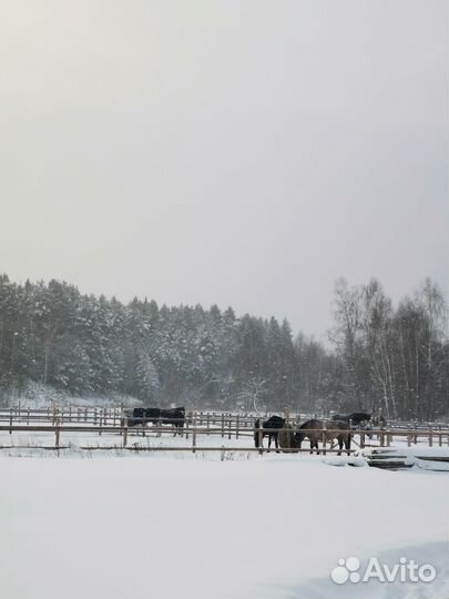 Постой лошадей